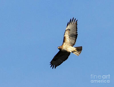 Steven Krull Royalty-Free and Rights-Managed Images - Rough Legged Hawk by Steven Krull
