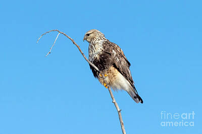 Royalty-Free and Rights-Managed Images - Rough-legged Perch by Michael Dawson