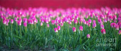 Royalty-Free and Rights-Managed Images - Rows of Pink Tulips in the Skagit Valley by Mike Reid