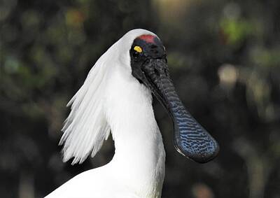 Space Photographs Of The Universe - Royal spoonbill 2 by Athol KLIEVE