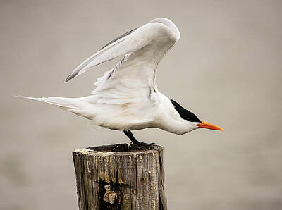 Lori A Cash Royalty-Free and Rights-Managed Images - Royal Tern Stretching by Lori A Cash