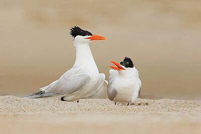 Lori A Cash Royalty-Free and Rights-Managed Images - Royal Terns Courting  by Lori A Cash