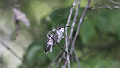 Mother And Child Paintings - Ruby-throated Hummingbird   3818-1 by Travis Truelove