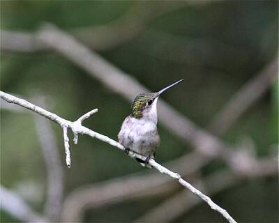Whimsical Flowers - Ruby-throated Hummingbird, 8778-1 by Travis Truelove