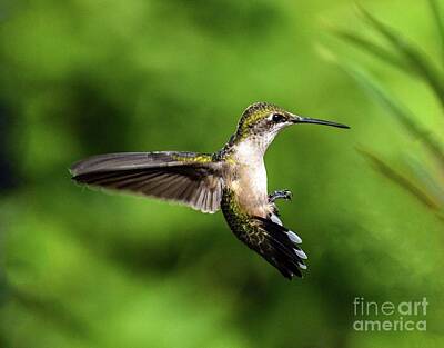 Mans Best Friend Rights Managed Images - Ruby-throated Hummingbird Must Be Using Brake Retarders Royalty-Free Image by Cindy Treger