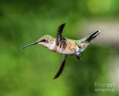 Pucker Up - Ruby-throated Hummingbird Passing Through by Cindy Treger