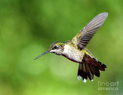 Retro Toy Cars - Juvenile Ruby-throated Hummingbird Showing Off His Aerial Skills by Cindy Treger