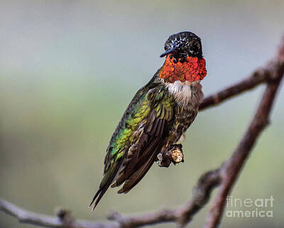 Spanish Adobe Style - Ruby-throated Hummingbird With Visible White Shafts by Cindy Treger
