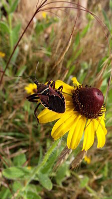 The Beatles - Rudbeckia with Assasin Bug  by Shelli Fitzpatrick