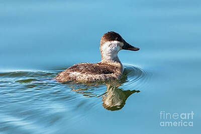 Birds Photo Rights Managed Images - Ruddy Duck Drake Royalty-Free Image by Michael Dawson