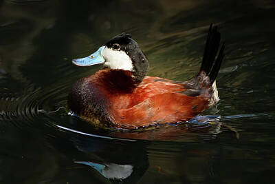 Parks - Ruddy Duck by Mark Andrew Thomas