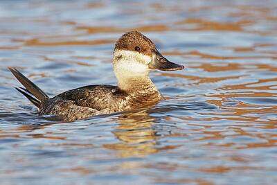 Lori A Cash Royalty-Free and Rights-Managed Images - Ruddy Duck Swimming by Lori A Cash