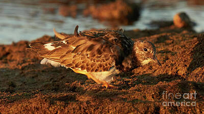 University Icons - Ruddy Turnstone Standing on a Rock with the Sea in the Background Caleta by Pablo Avanzini