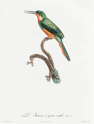 Birds Digital Art - Rufous Tailed Jacamar - Vintage Bird Illustration - Birds Of Paradise - Jacques Barraband  by Studio Grafiikka