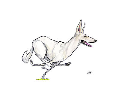 Mammals Drawings - Running White German Shepherd by John LaFree