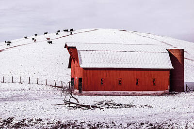 Mammals Photos - Rural Winter by Jim Love