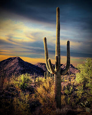 Randall Nyhof Royalty-Free and Rights-Managed Images - Saguaro Cactuses at Evening by Randall Nyhof