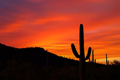 Abstract Ink Paintings In Color - Saguaro Sunset by Ricky Barnard