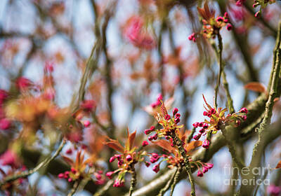 Curated Weekender Tote Bags - Sakura tree new life by Elena Dijour