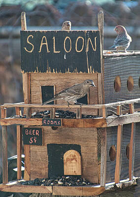 Animals Photos - Saloon Birds by Photos By Scotty Baby