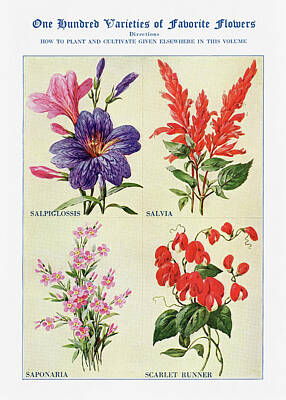 Digital Art - Salvia, Saponaria, - Vintage Flower Illustration - The Open Door to Independence by Studio Grafiikka
