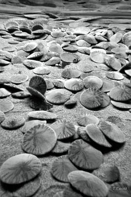 Luck Of The Irish - Sand Dollars Black and White II by Theresa Fairchild