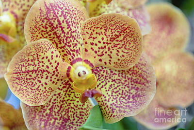 Anne Geddes For The Nursery - Sanders Vanda Orchid by Janice Noto