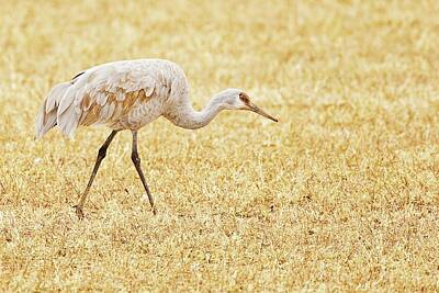 Lori A Cash Royalty-Free and Rights-Managed Images - Sandhill Crane in Field by Lori A Cash