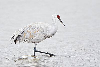 Lori A Cash Royalty-Free and Rights-Managed Images - Sandhill Crane Walking by Lori A Cash