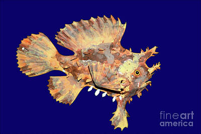 A Tribe Called Beach - Sargassum Fish by Savannah Gibbs