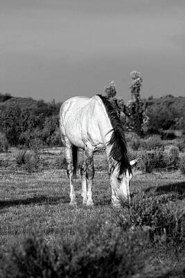 Landscapes Royalty-Free and Rights-Managed Images - Sarge Grazes BW by American Landscapes