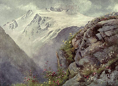 Mountain Drawings - SAXIFRAGE, SAPONARIA, THE SULPHUR ANEMONE, g1 by Historic Illustrations