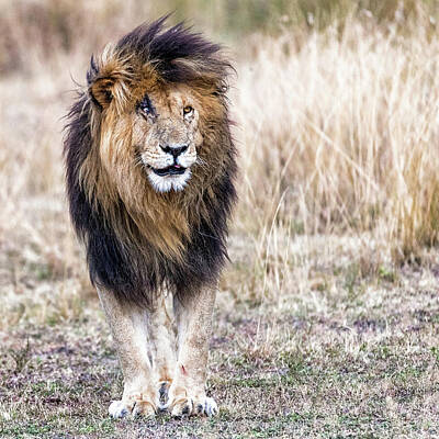 Animals Photos - Scarface the Lion King by Good Focused