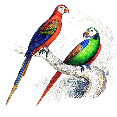 Animals Drawings - Scarlet and Green Macaw by Georges-Louis Leclerc Buffon