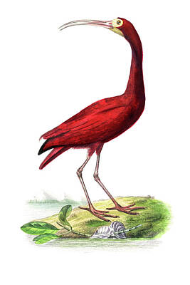 Birds Drawings - Scarlet ibis bird by Paul Gervais