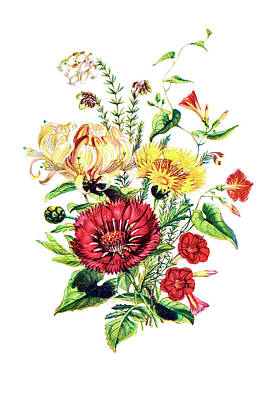Roses Drawings - Scarlet Ipomoea, Honeysuckle, White Heath and Sweet Sulian by Mango Art