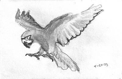 Impressionism Drawings - Scarlet Macaw 1 by David Zimmerman