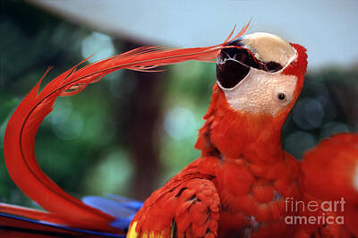 Halloween - Scarlet Macaw, Ara macao, Curved Feather, Costa Rica by Wernher Krutein