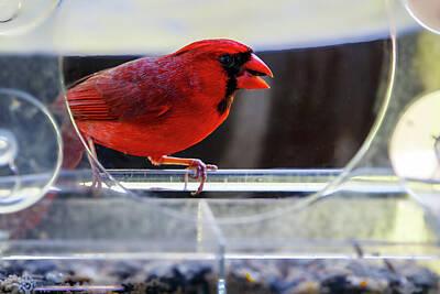 Birds Royalty Free Images - Scarlet Visitor - A Cardinals Bright Presence in the Feeder Royalty-Free Image by Brigitte Thompson