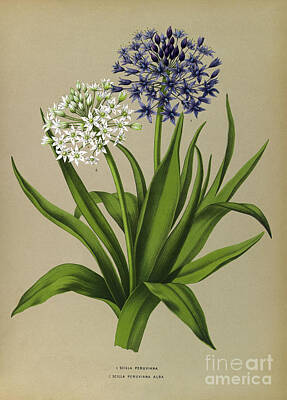 Floral Drawings Rights Managed Images - Scilla Peruviana - Scilla Peruviana Alba Royalty-Free Image by Sad Hill - Bizarre Los Angeles Archive