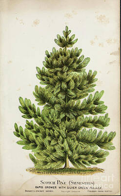 Recently Sold - Floral Drawings - Scotch Pine Sylvestris n2 by Botany