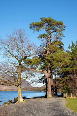 Royalty-Free and Rights-Managed Images - Scots Pine Buttermere Lake District by Smart Aviation