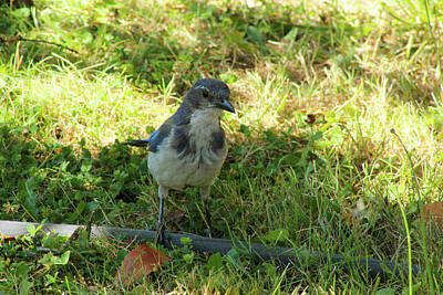 Western Buffalo Royalty Free Images - Scrub Jay in Grass 02 Royalty-Free Image by Emerald Studio Photography