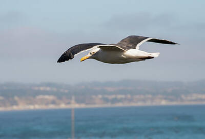 Curated Travel Chargers - Sea Gull in Flight by Doug LaRue