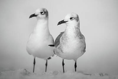 State Pop Art - Sea Gulls In Sand Black And White by Jordan Hill