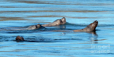 Royalty-Free and Rights-Managed Images - Sea Lion Quartet by Michael Dawson