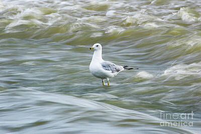 Queen - Seagull in Rapids 0102 by Jack Schultz