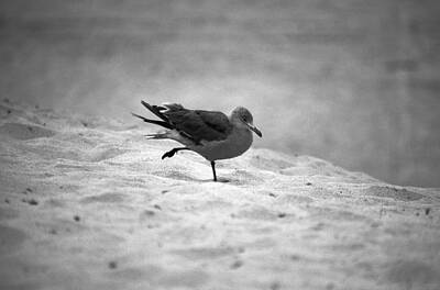 World Forgotten - Seagull On Silver by Soli Deo Gloria Wilderness And Wildlife Photography