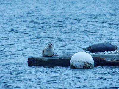 Womens Empowerment - Seals on the Danvers River at Dusk by Scott Hufford