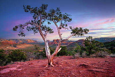 Mountain Royalty-Free and Rights-Managed Images - Sedona Tree by Anthony Jones